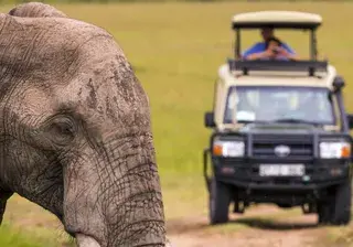 Wildlife viewing in Africa on Masai Mara Safari Tour Canva Pro