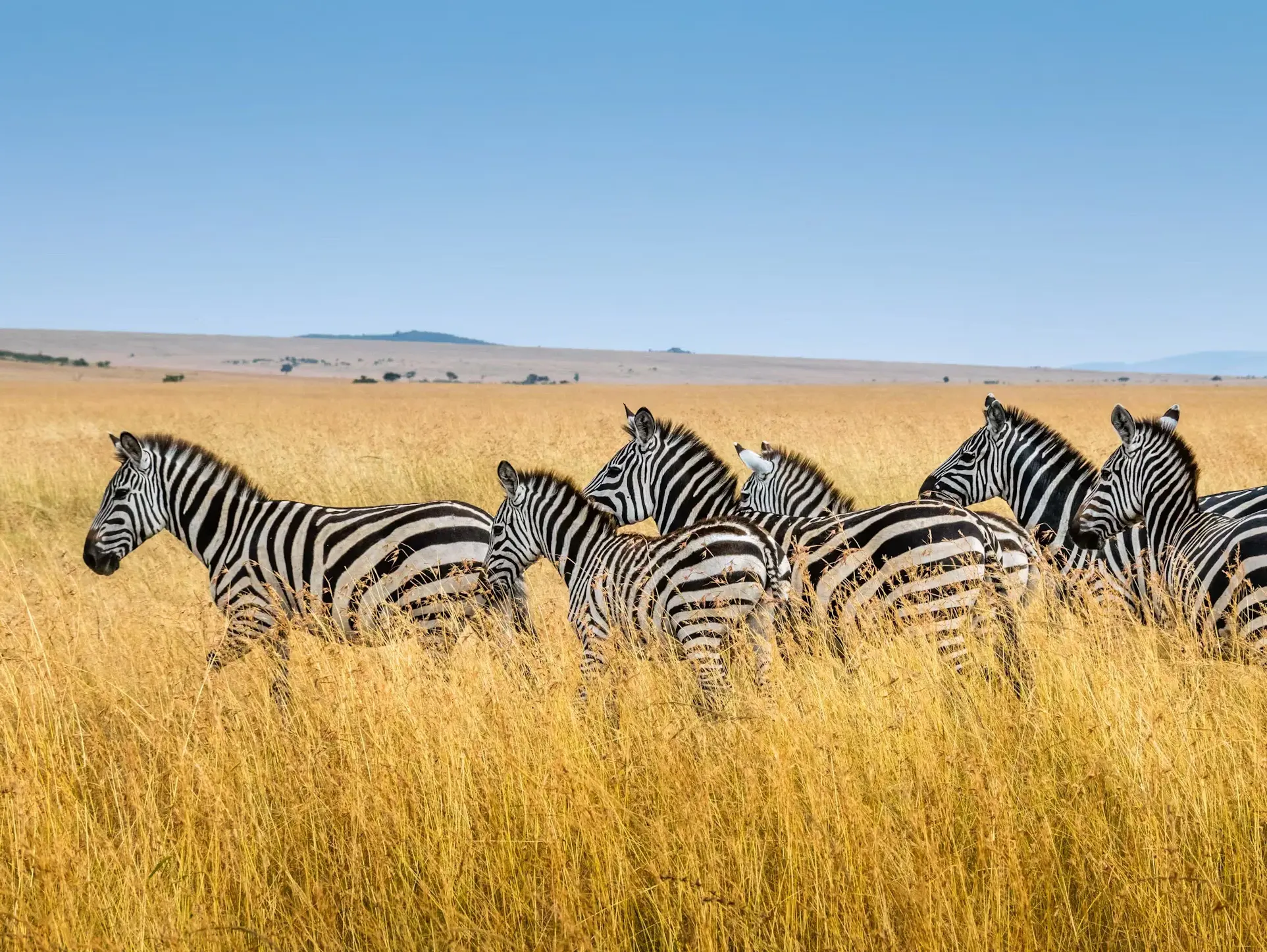 Zebra kenya