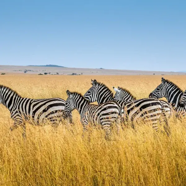 Zebra kenya