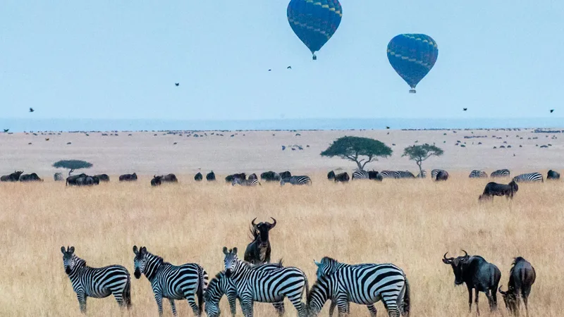 Zebras Safari Masai Mara Kenya